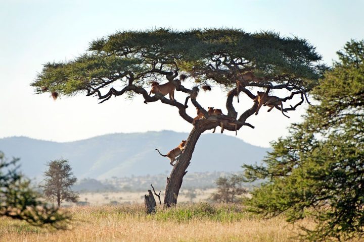 Safari tanzania